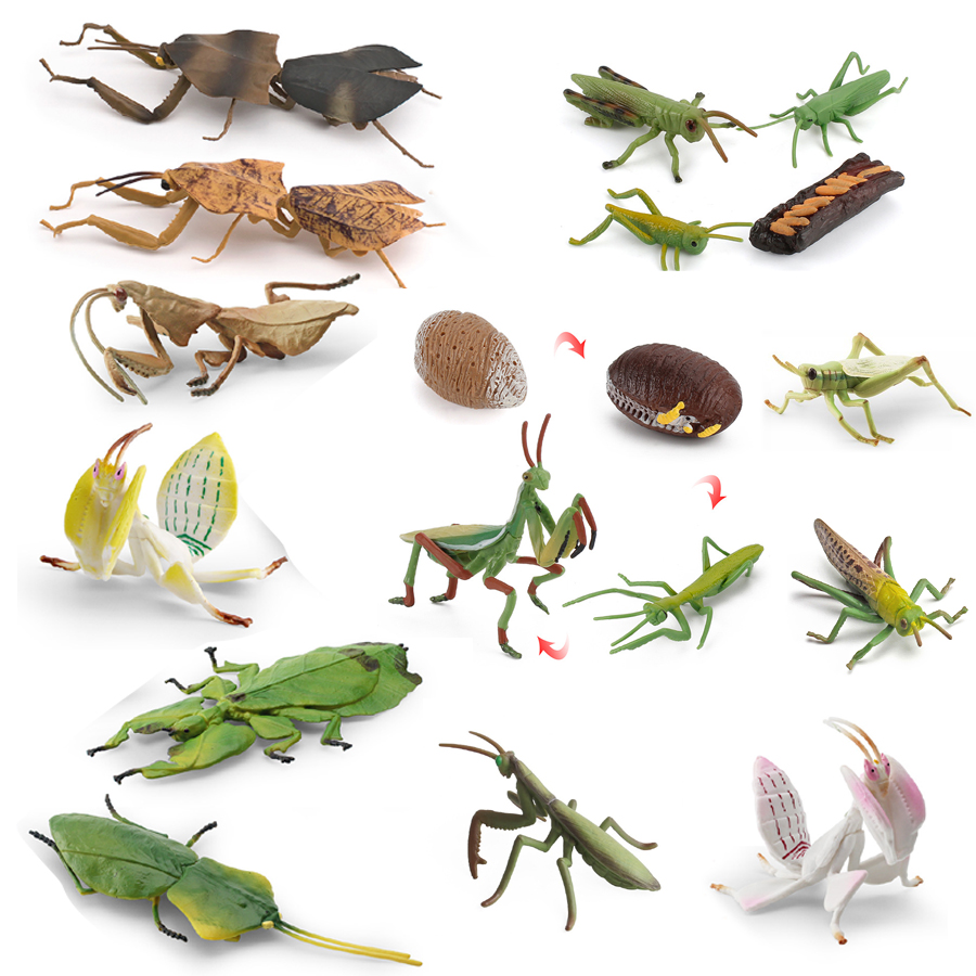 Kids Education Picture - Realistic Orchid Mantis Dead Leaf Mantis