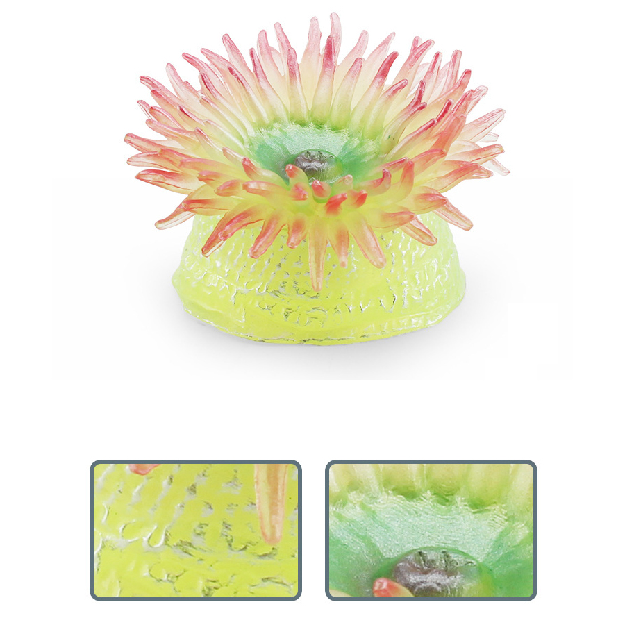 Realistic Coral Sea Anemones S - Kids Education Picture ulasan dan harga