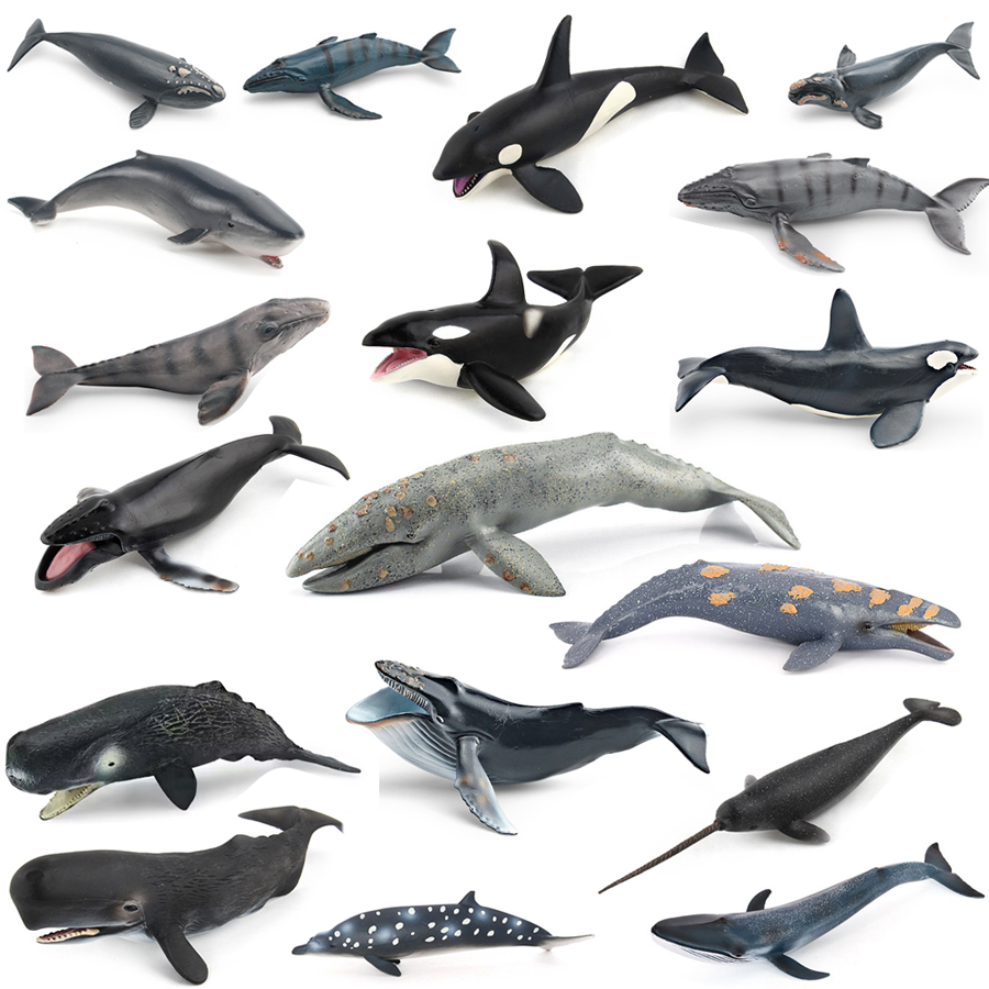 Realistic Humpback Whale Sperm - Kids Education Picture ulasan dan harga