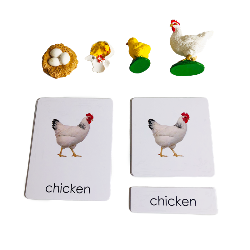 Life Cycle Animals Cards and M - Kids Education Card ulasan dan harga